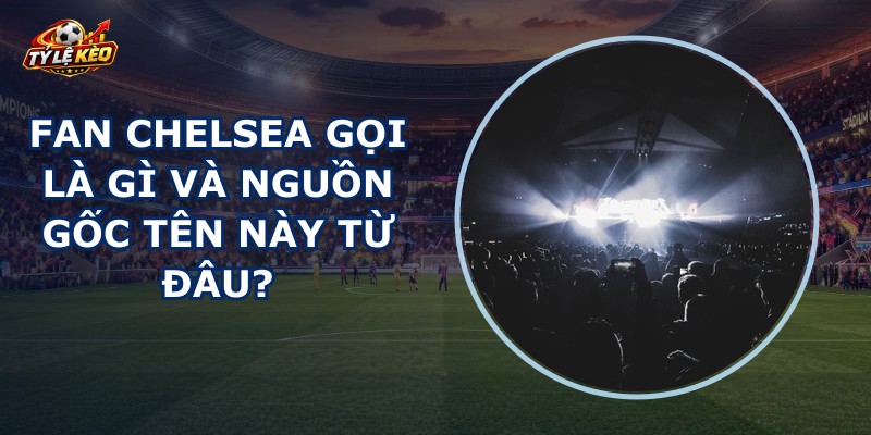Fan Chelsea Gọi Là Gì